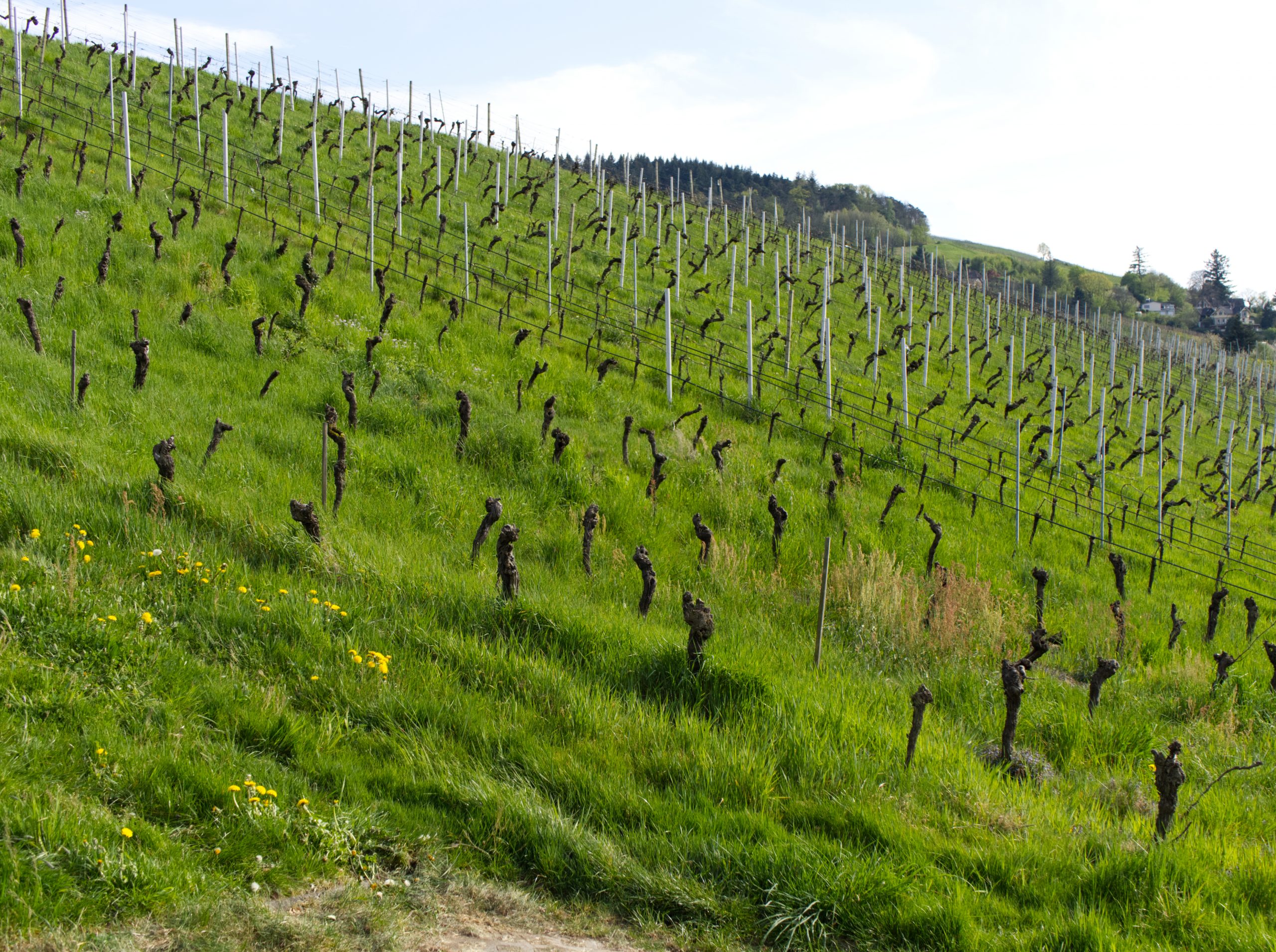 Kurze Tour durch das Rebland